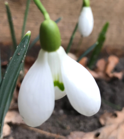 Galanthus 'Kath Dryden'